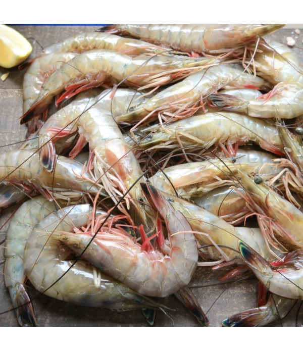 Gulf Shrimp – Ultra Molds LLC